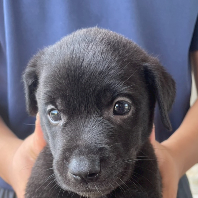 澎湖縣流浪動物收容中心,編號:414131, 混種犬          