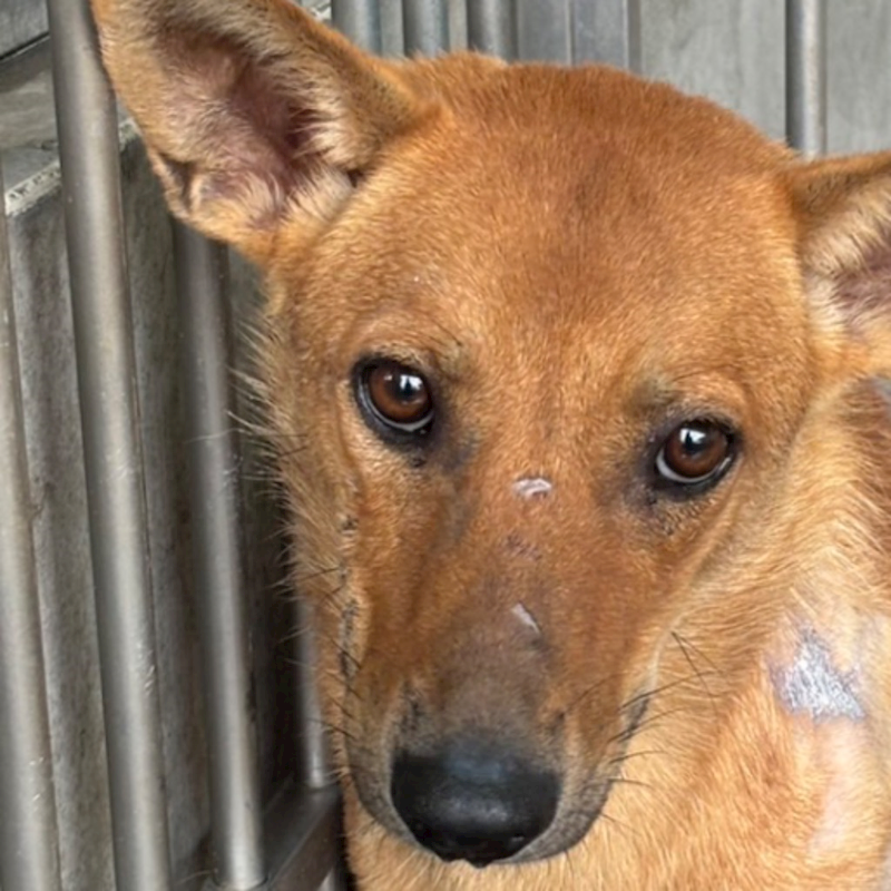 澎湖縣流浪動物收容中心,編號:415037, 混種犬          