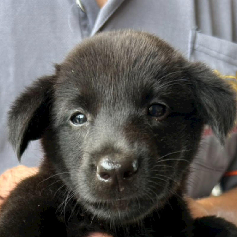 澎湖縣流浪動物收容中心,編號:418919, 混種犬          