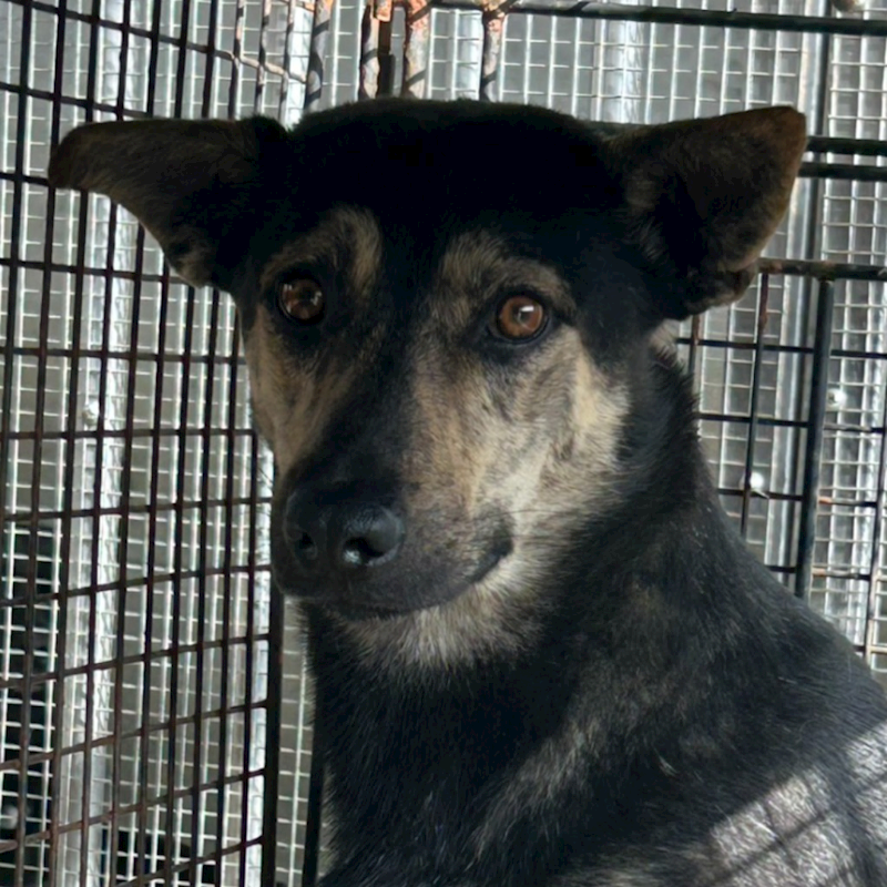 澎湖縣流浪動物收容中心,編號:435481, 混種犬          