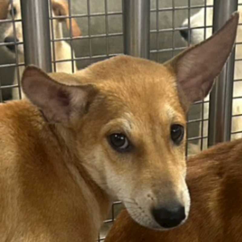 澎湖縣流浪動物收容中心,編號:425575, 混種犬          