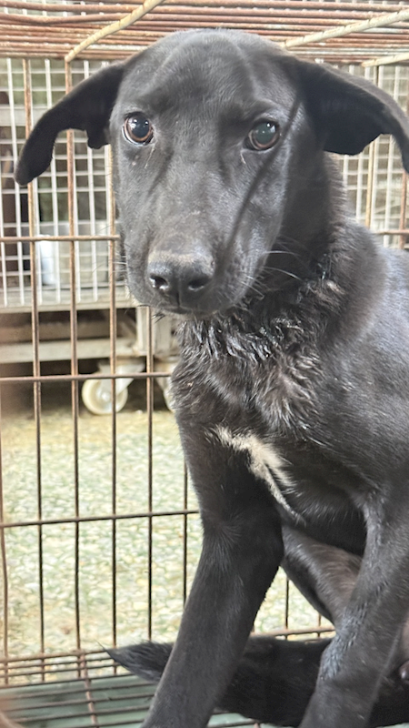 臺南市動物之家善化站,編號:440312, 混種犬          