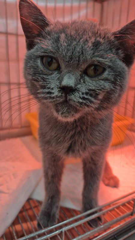 新北市八里區公立動物之家,編號:440540, 英國短毛貓               