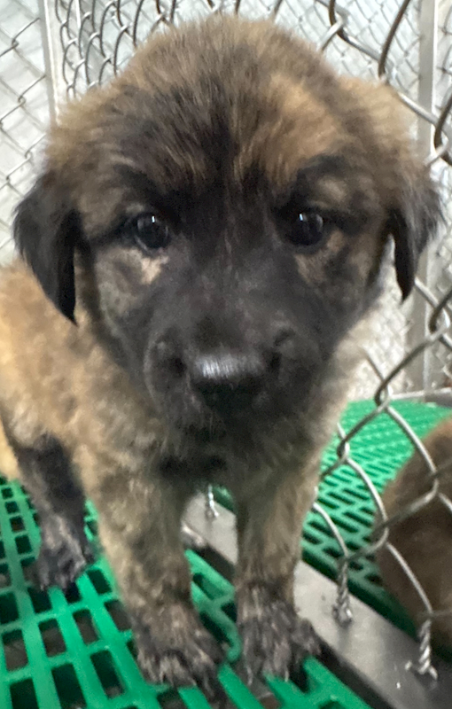 臺東縣動物收容中心,編號:440111, 混種犬          