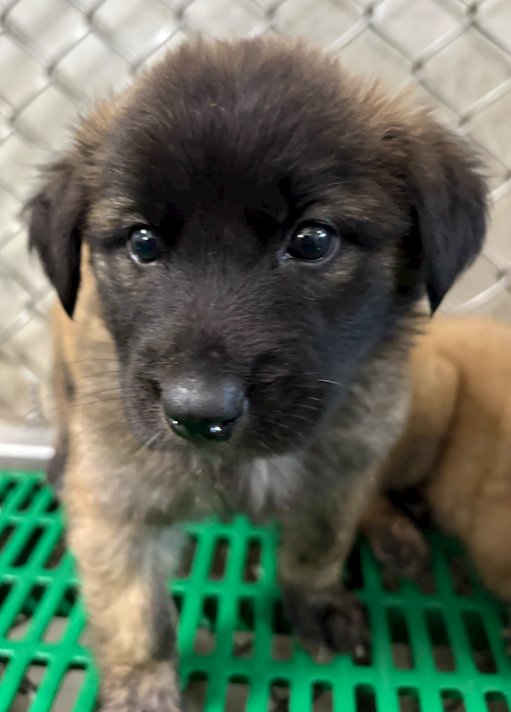 臺東縣動物收容中心,編號:440107, 混種犬          