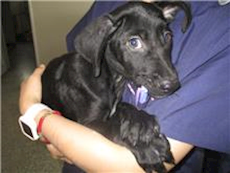 桃園市動物保護教育園區,編號:220878, 混種犬          