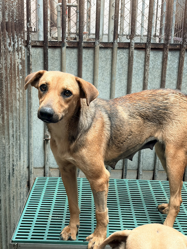 彰化縣流浪狗中途之家,編號:440493, 混種犬          