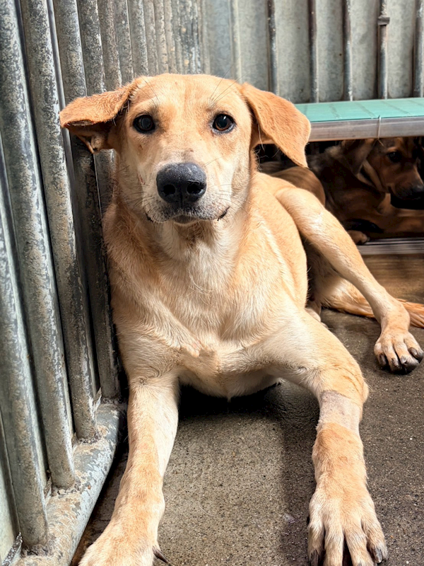 彰化縣流浪狗中途之家,編號:440495, 混種犬          