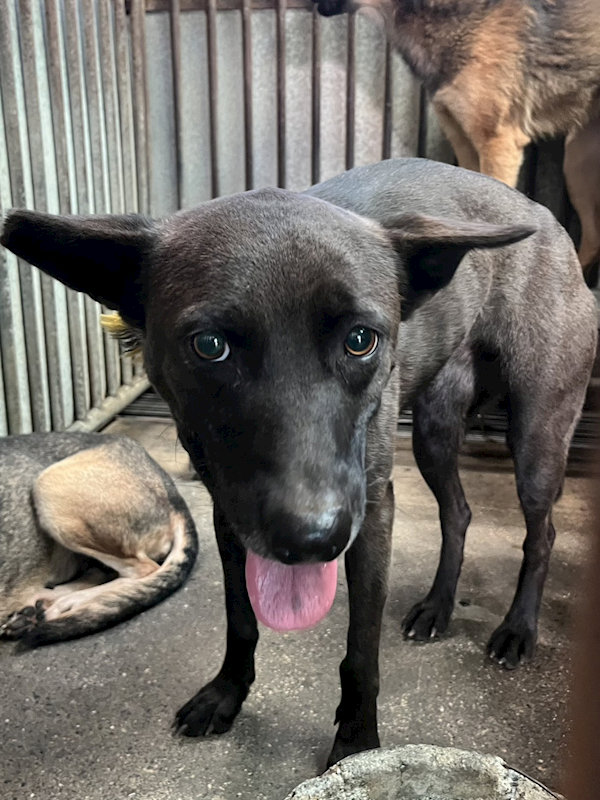 彰化縣流浪狗中途之家,編號:437035, 混種犬          