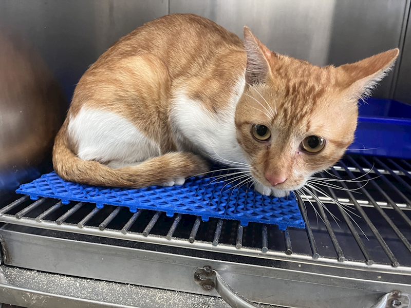 桃園市動物保護教育園區,編號:417637, 混種貓                 