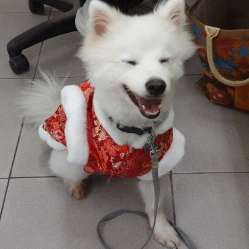 臺南市動物之家灣裡站,編號:420436, 日本狐狸犬