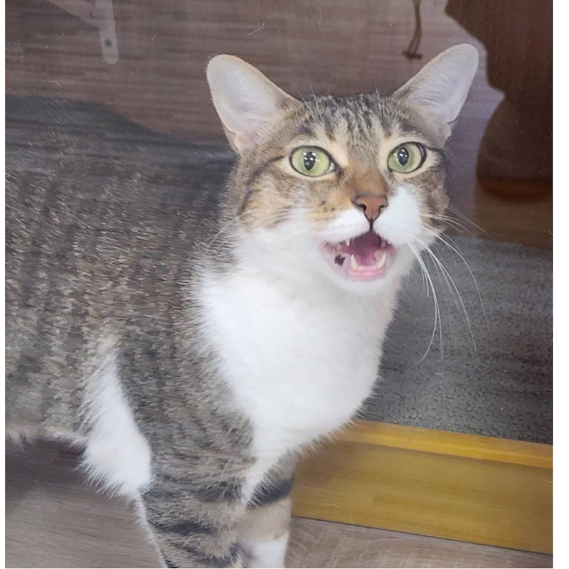 新北市八里區公立動物之家,編號:417937, 混種貓                 