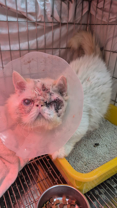 新北市八里區公立動物之家,編號:440583, 波斯貓                 