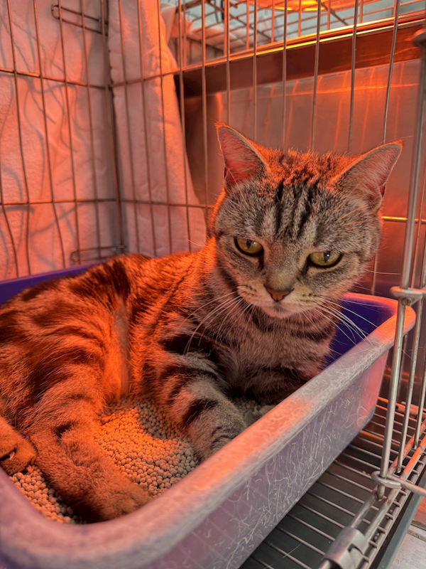 新北市八里區公立動物之家,編號:439681, 美國短毛貓               