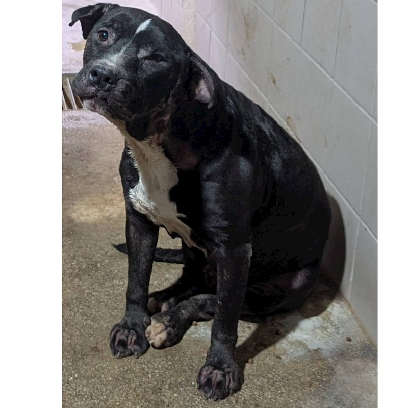 花蓮縣狗貓躍動園區,編號:437911, 比特犬