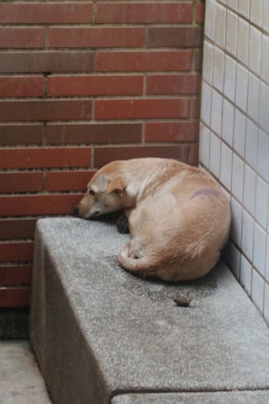 宜蘭縣流浪動物中途之家,編號:440562, 混種犬          