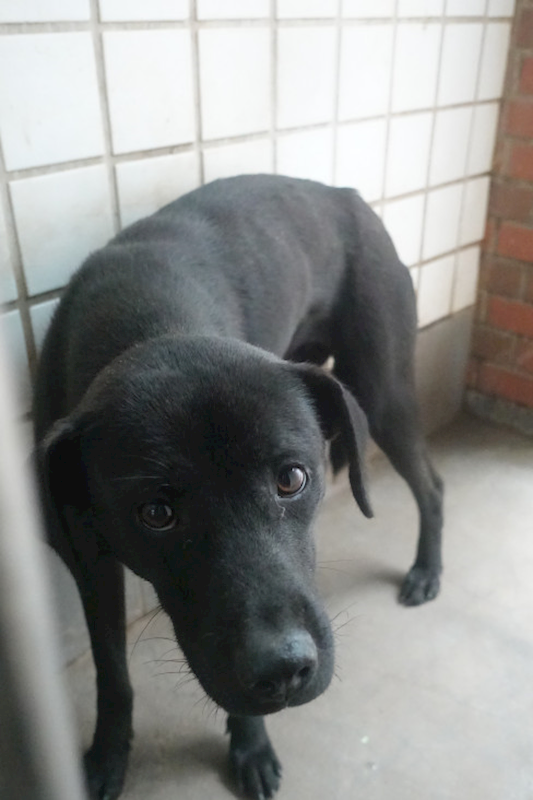 宜蘭縣流浪動物中途之家,編號:440561, 混種犬          