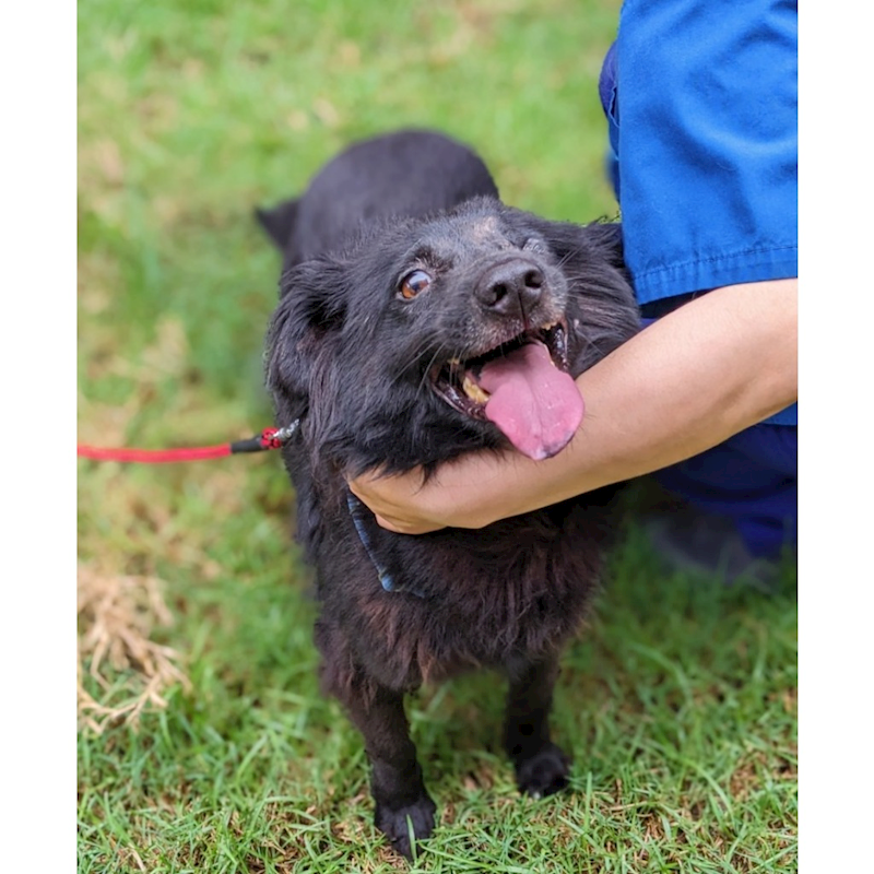 花蓮縣狗貓躍動園區,編號:290605, 混種犬          