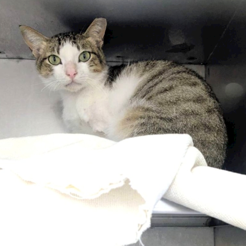 新竹縣動物保護教育園區,編號:435616, 混種貓                 