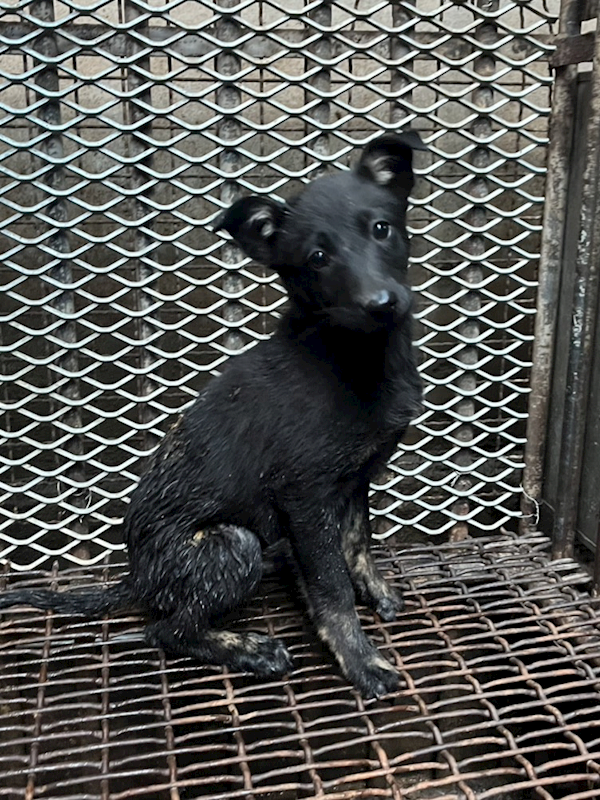 彰化縣流浪狗中途之家,編號:440704, 混種犬          