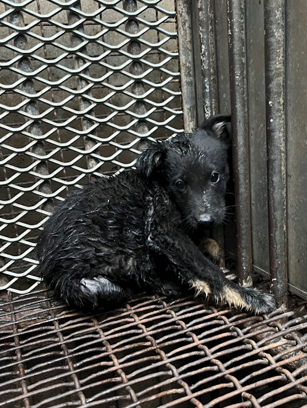 彰化縣流浪狗中途之家,編號:440703, 混種犬          