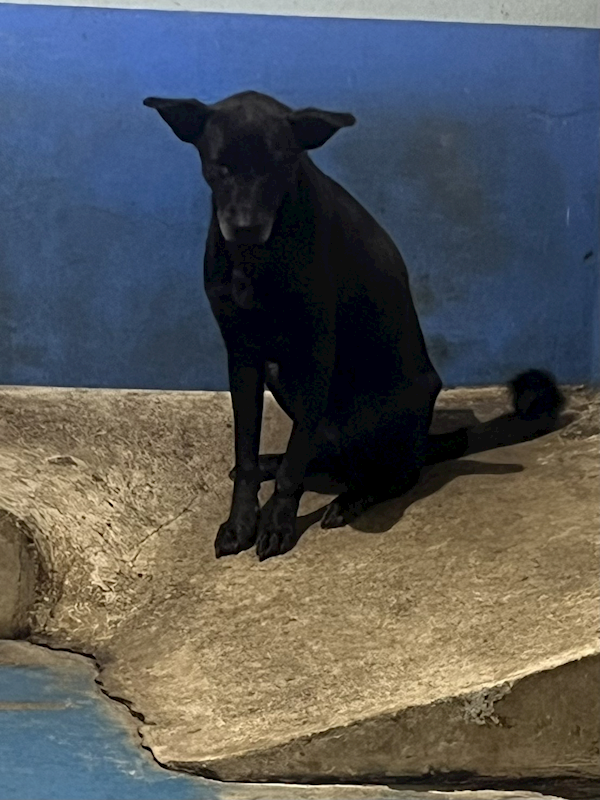 苗栗縣動物保護教育園區,編號:440682, 混種犬          