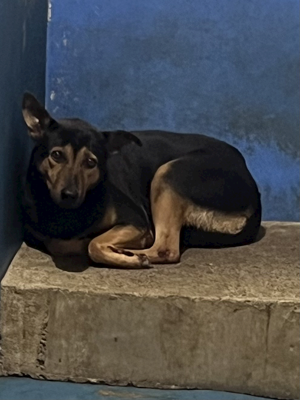 苗栗縣動物保護教育園區,編號:440683, 混種犬          