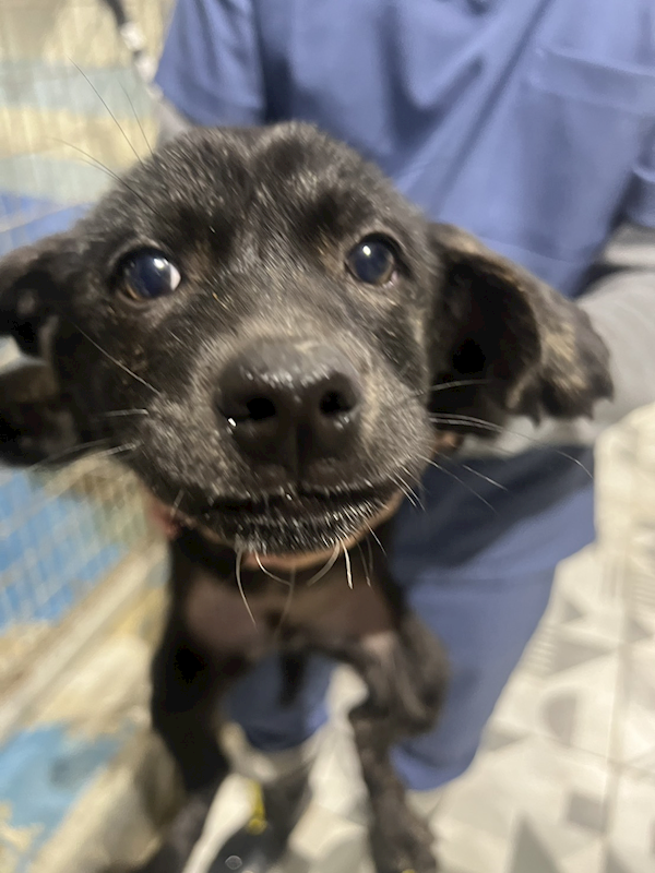 苗栗縣動物保護教育園區,編號:440680, 混種犬          