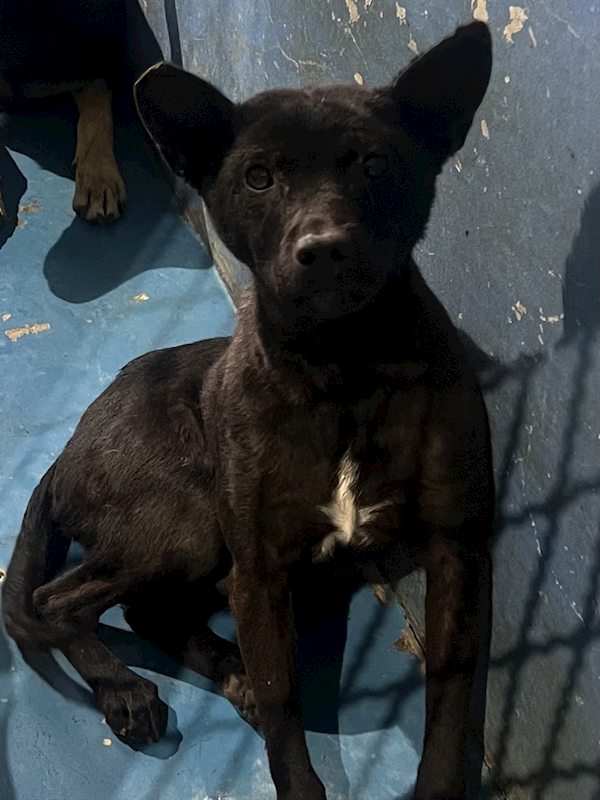 苗栗縣動物保護教育園區,編號:440679, 混種犬          