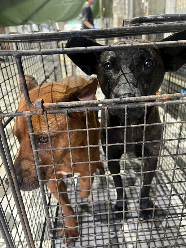 苗栗縣動物保護教育園區,編號:440672, 混種犬          