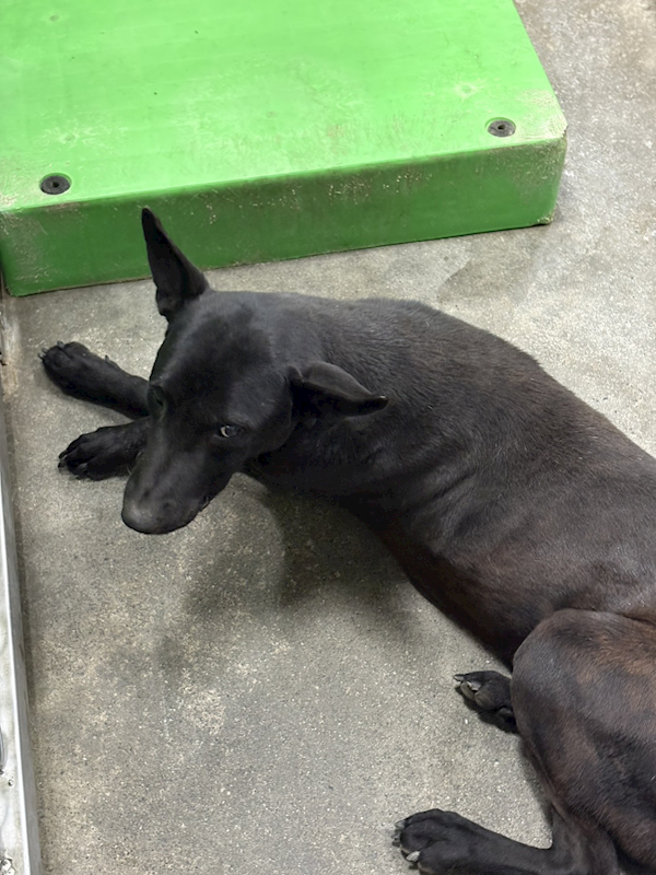 臺東縣動物收容中心,編號:440770, 混種犬          