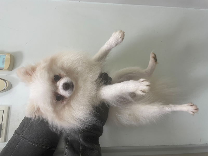 嘉義市動物保護教育園區,編號:439087, 博美犬         