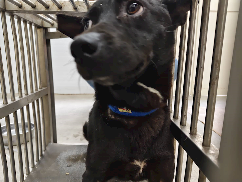 臺北市動物之家,編號:400356, 混種犬          