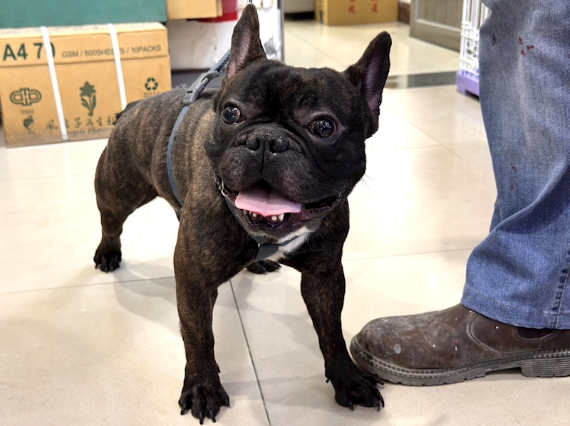 高雄市壽山動物保護教育園區,編號:440927, 法國鬥牛犬