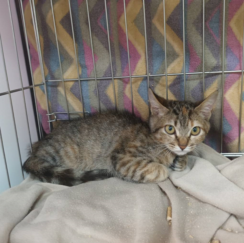 新北市板橋區公立動物之家,編號:440912, 混種貓                 