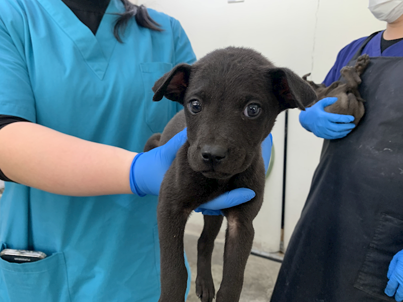 臺北市動物之家,編號:440919, 混種犬          