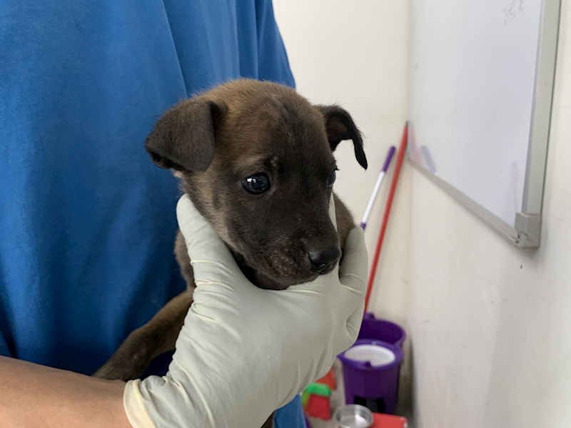 臺北市動物之家,編號:440916, 混種犬          