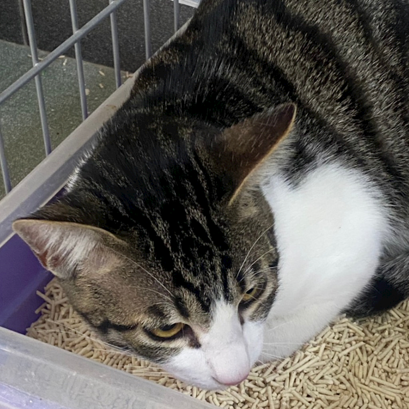 臺南市動物之家善化站,編號:440878, 混種貓                 