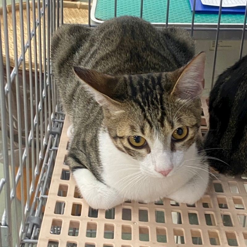 臺南市動物之家善化站,編號:440877, 混種貓                 