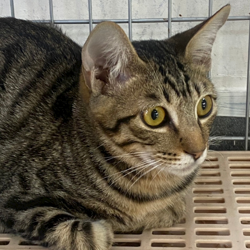 臺南市動物之家善化站,編號:440876, 混種貓                 