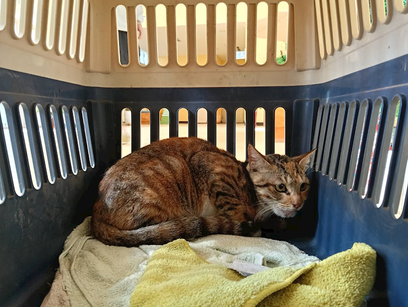 新竹市動物保護教育園區,編號:440870, 混種貓                 