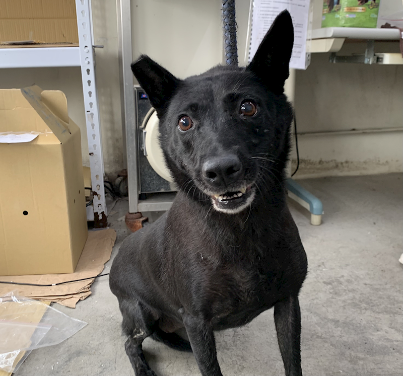 臺北市動物之家,編號:422168, 混種犬          
