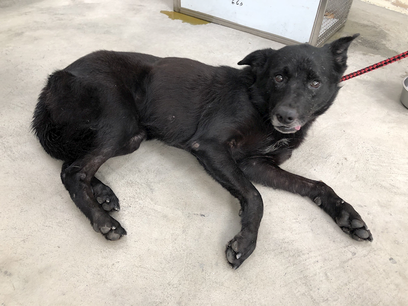 臺北市動物之家,編號:291899, 混種犬          