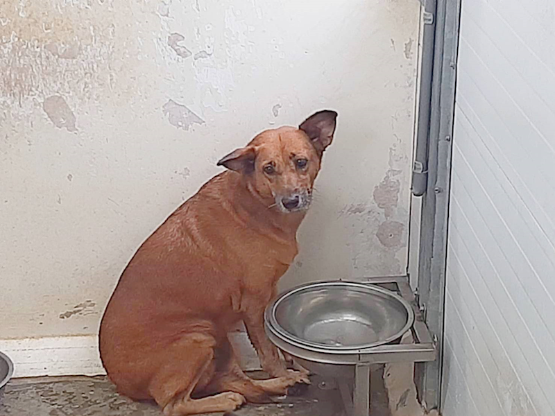 臺北市動物之家,編號:285513, 混種犬          