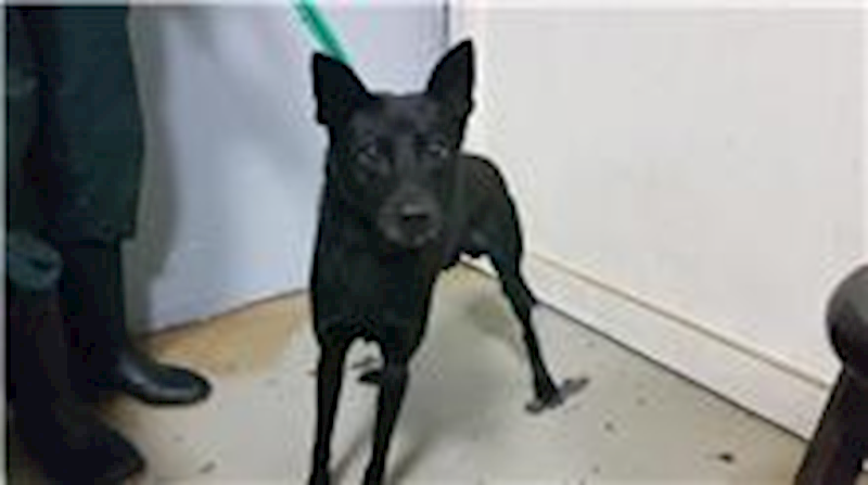 臺北市動物之家,編號:214399, 混種犬          
