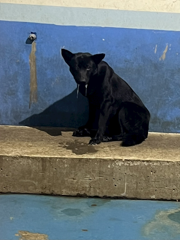 苗栗縣動物保護教育園區,編號:440850, 混種犬          