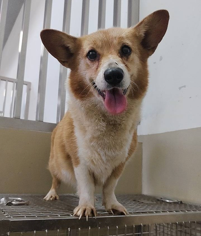 嘉義市動物保護教育園區,編號:439511, 威爾斯柯基犬              