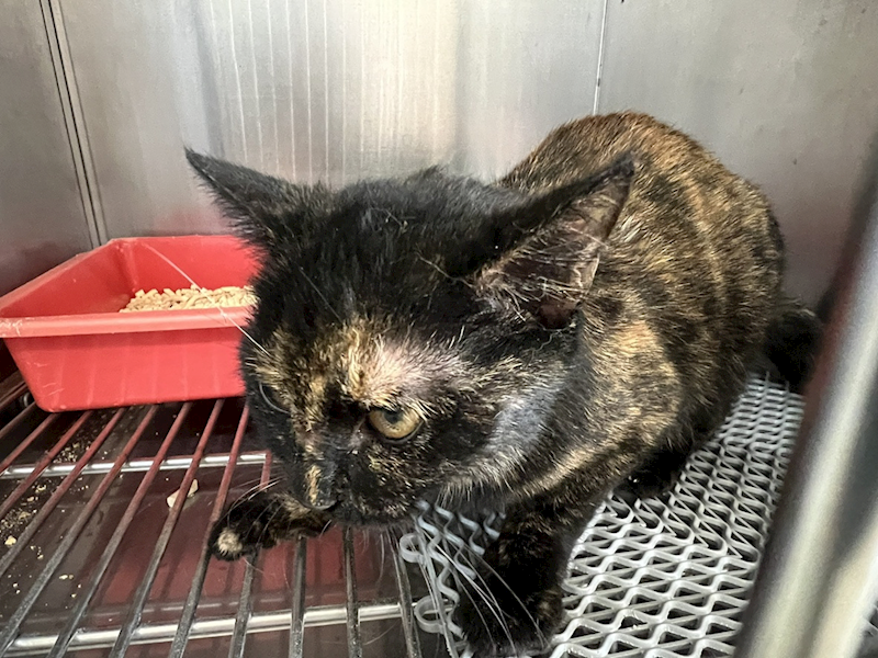 桃園市動物保護教育園區,編號:438236, 混種貓                 