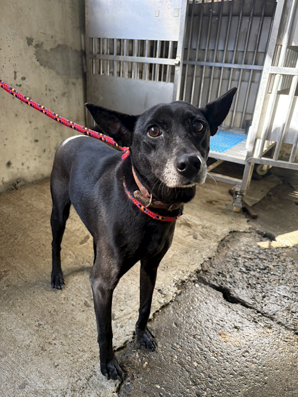 新北市淡水區公立動物之家,編號:439824, 混種犬          