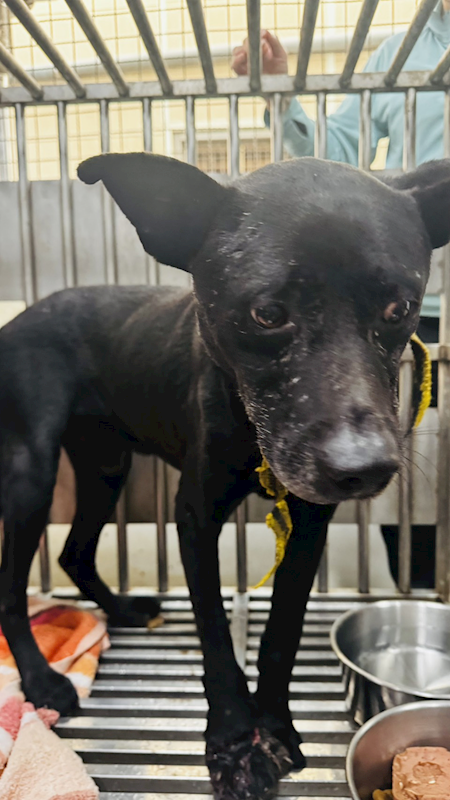 新北市板橋區公立動物之家,編號:439107, 混種犬          